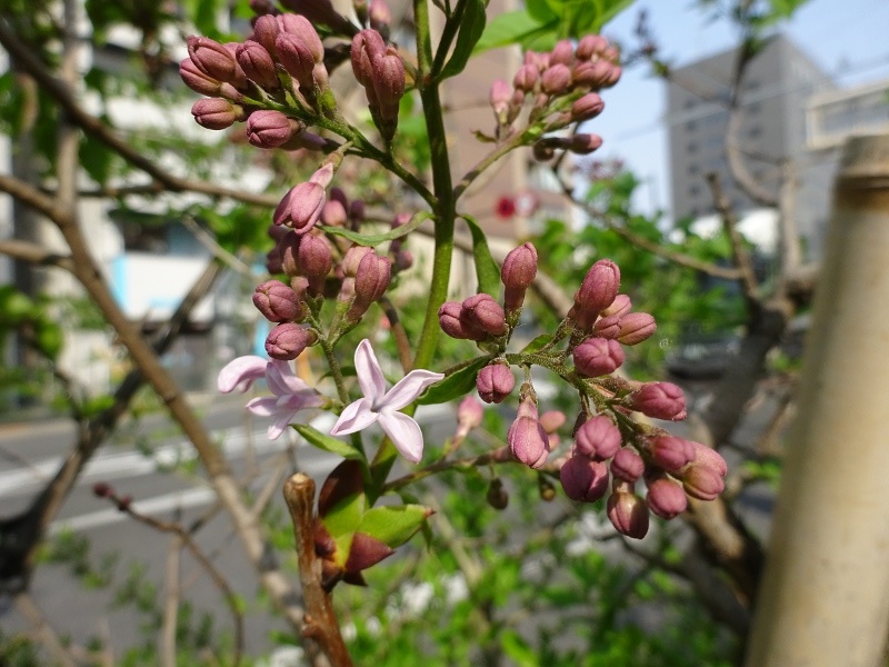 6月12日の誕生花 ライラック 科技研花图画书