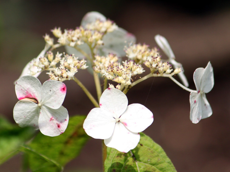 山紫陽花 静香 Hydrangea Serrata Shizuka かぎけん花図鑑