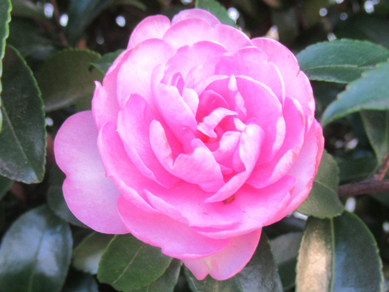 オトメサザンカ Camellia Sasanqua Otome かぎけん花図鑑