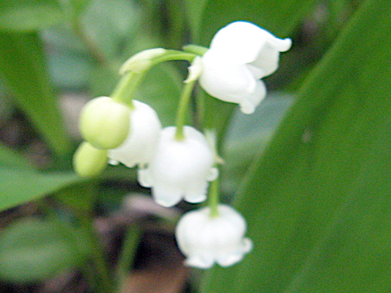 The German Lily of the valley