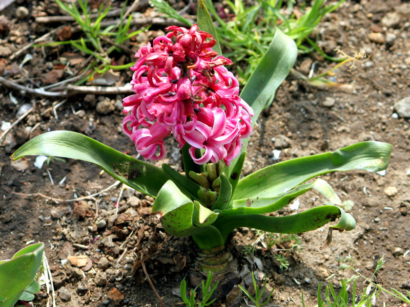 ヒアシンス Hyacinthus Orientalis かぎけん花図鑑