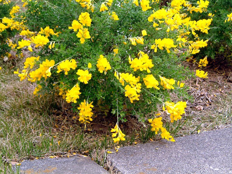 エニシダ Cytisus Scoparius かぎけん花図鑑