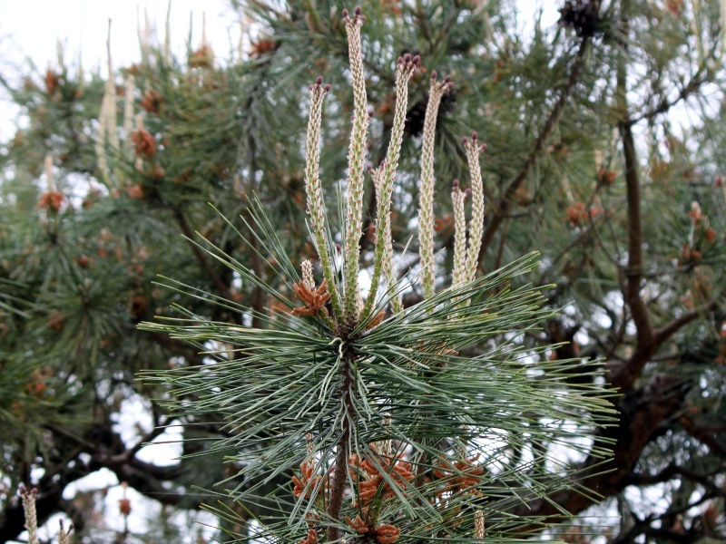 マツ Pinus かぎけん花図鑑