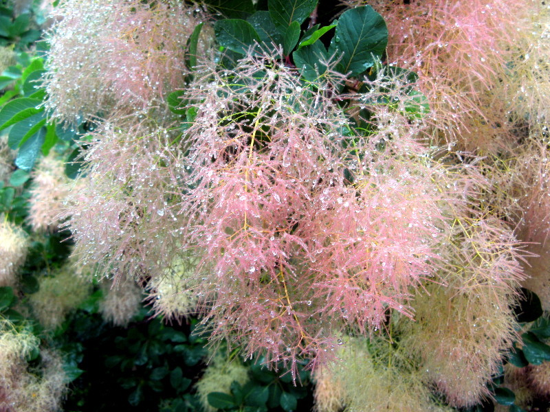 スモークツリー Cotinus Coggygria かぎけん花図鑑