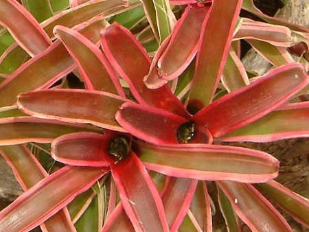 Neoregelia Fireball