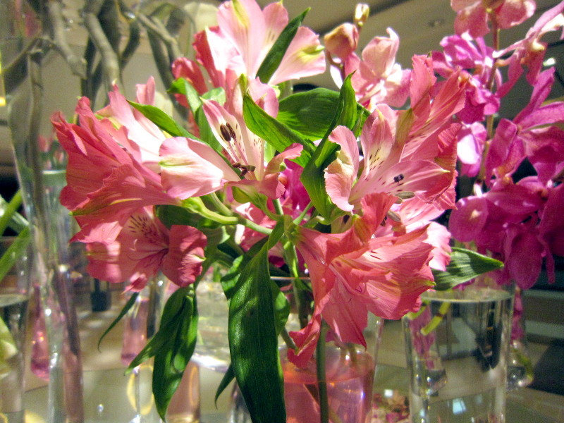 Alstroemeria