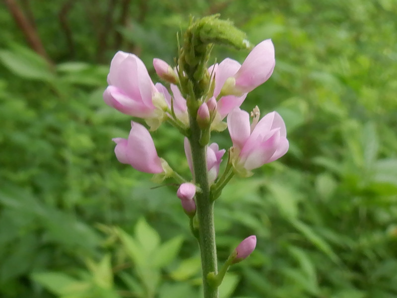 四季5.引っ付き虫なの🟣藤甘草