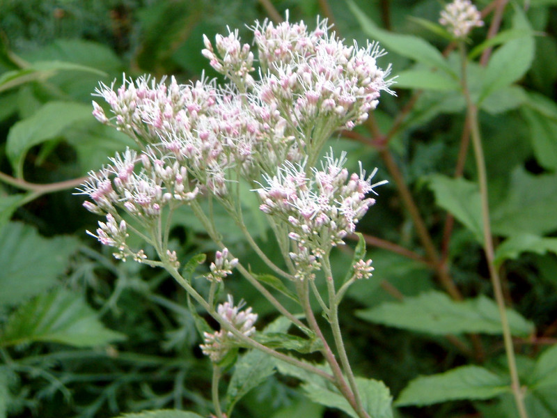 ヒヨドリバナ | Eupatorium makinoi | かぎけん花図鑑