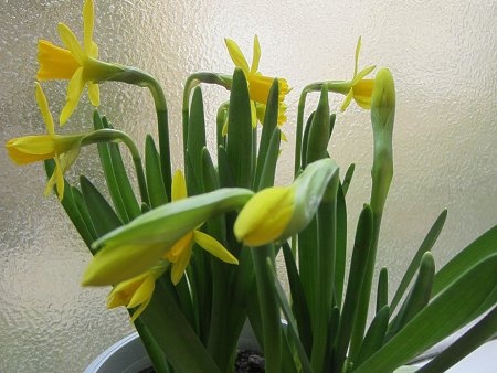 Narcissus cyclamineus 'Tete a tete'