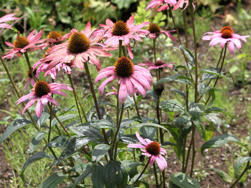 エキナセア プルプレア Echinacea Purpurea かぎけん花図鑑