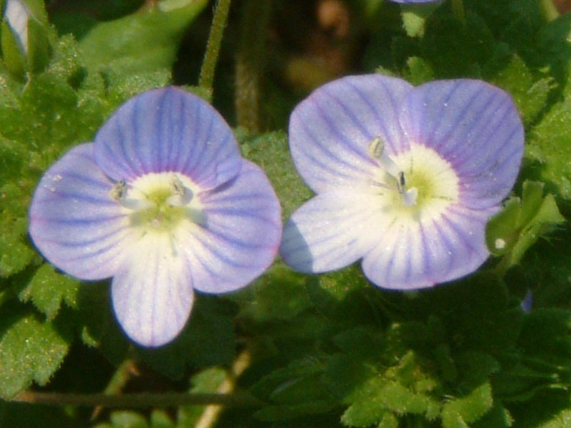 オオイヌノフグリ Veronica Persica かぎけん花図鑑