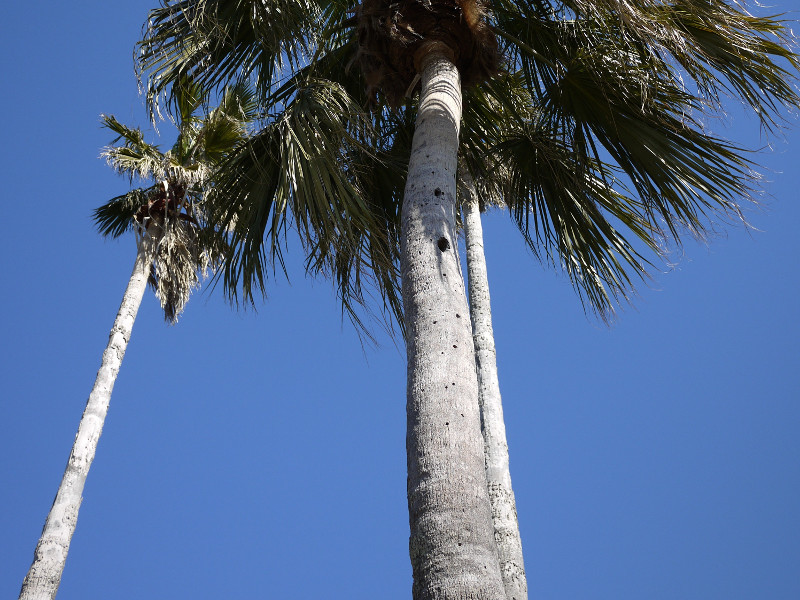 Washingtonia Robusta 