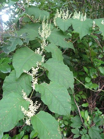 Japanese knotweed