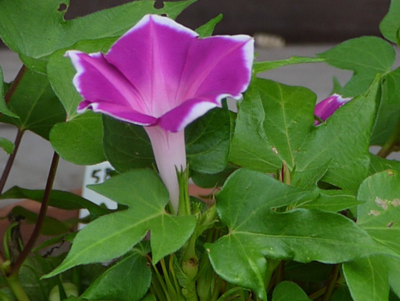 変化朝顔 青桔梗葉木立紅覆輪桔梗咲 Ipomoea Nil Aokikyobakodachi かぎけん花図鑑