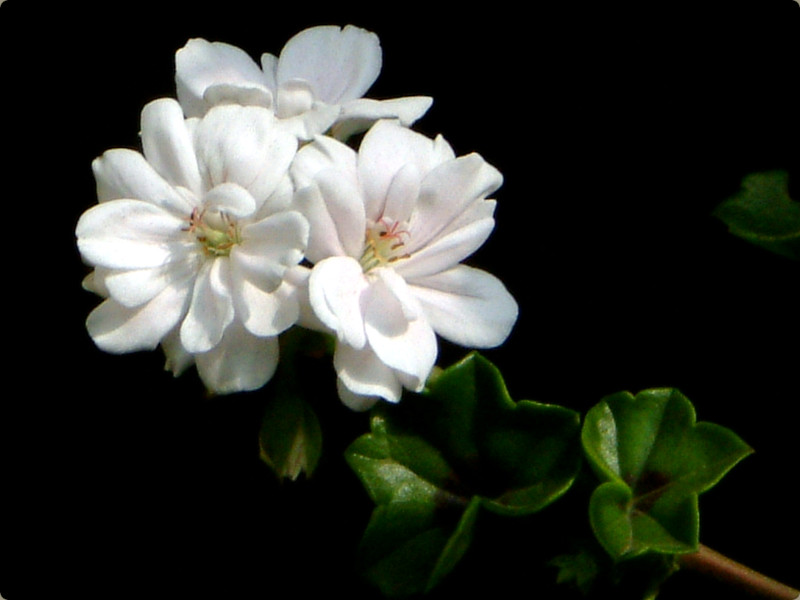 Ivy geranium