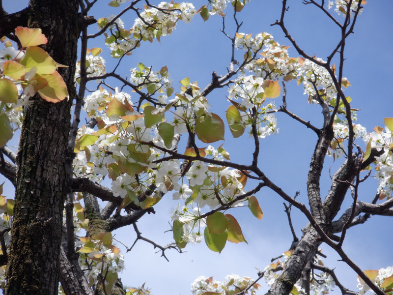 Pyrus pyrifolia