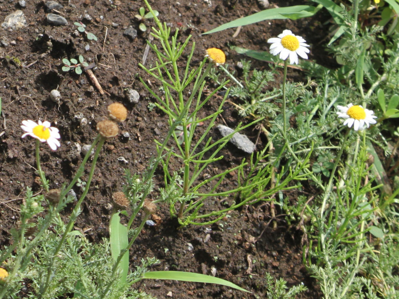 果香菊