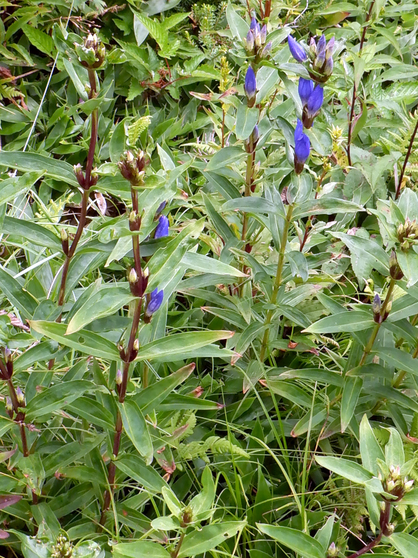 Pasture Gentian