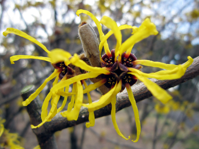 シナマンサク Hamamelis Mollis かぎけん花図鑑