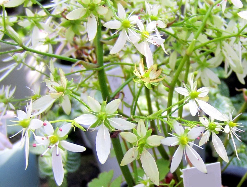 大文字草 Saxifraga Fortunei 科技研花图画书