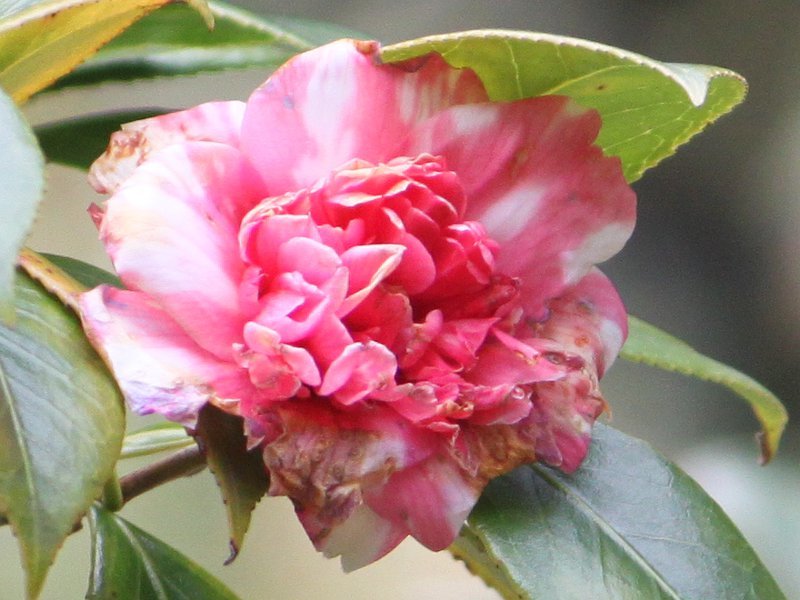 Camellia Higo-momijigari