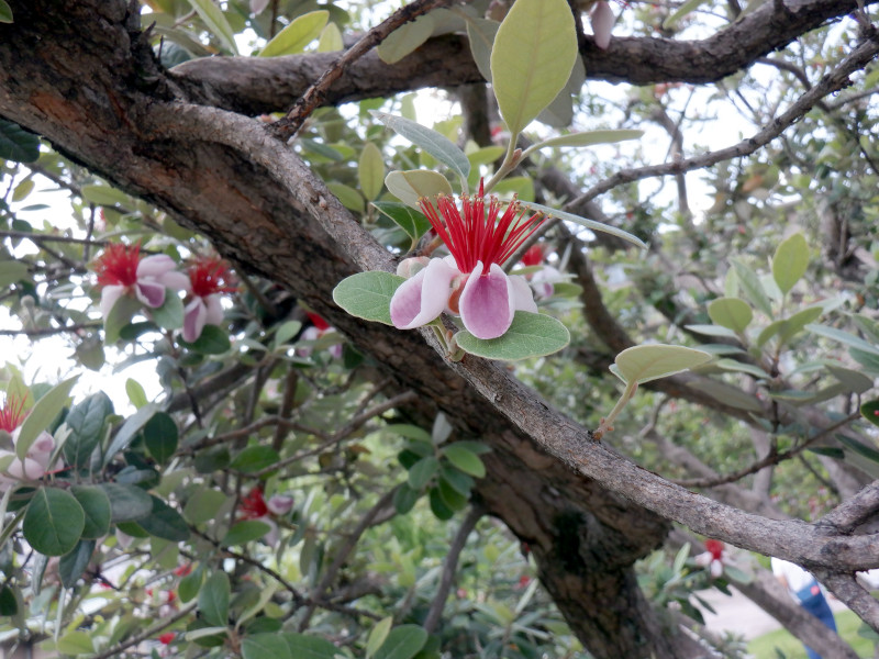 Feijoa