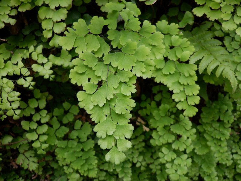 Adiantum