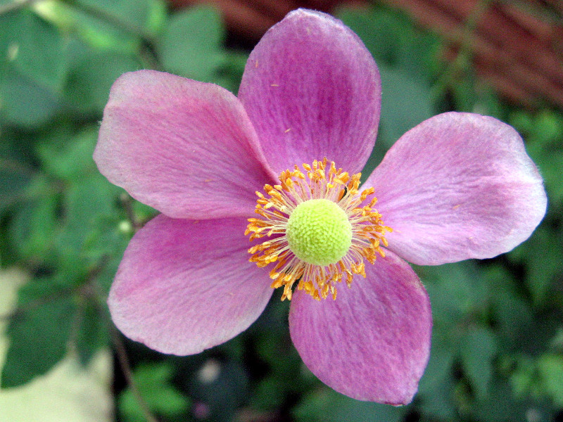 シュウメイギク Anemone Hupehensis Var Japonica かぎけん花図鑑