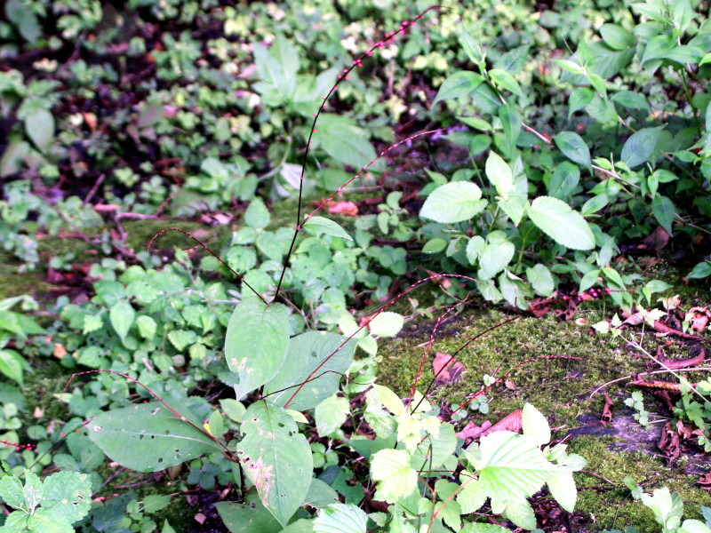 Polygonum filiforme