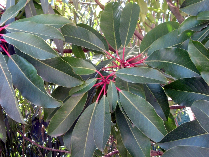 ユズリハ Daphniphyllum Macropodum かぎけん花図鑑