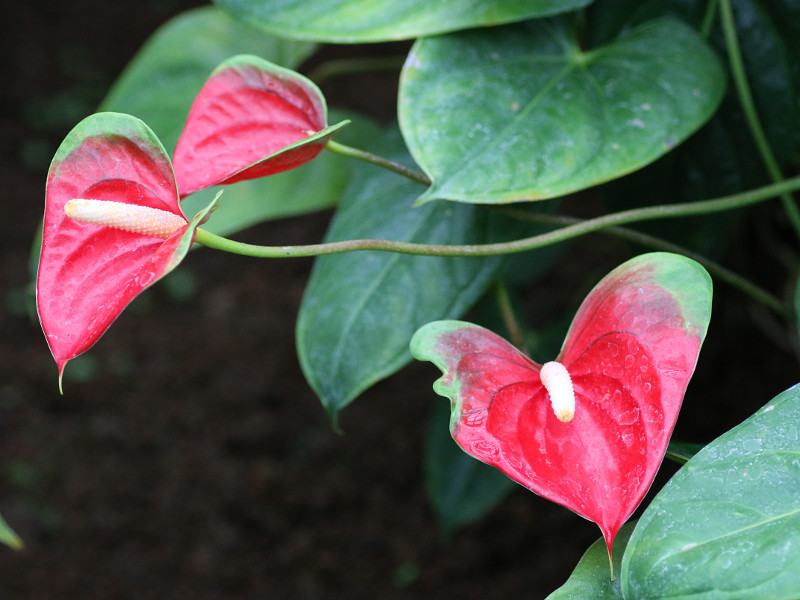 アンスリウム・レッド バタフライ | Anthurium andreanum cv. red