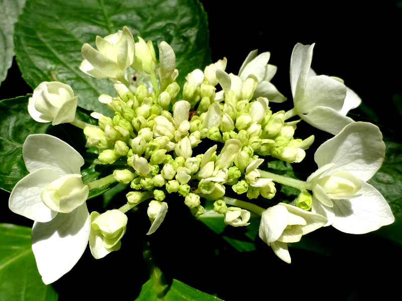 H M Posy Bouquet Nana Hydrangea Macrophilla Cv Flower Database