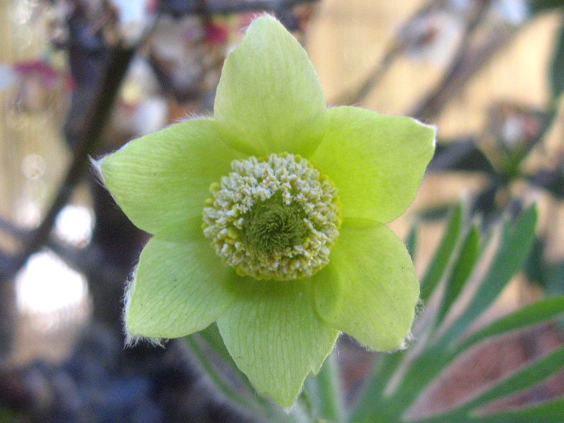 Pulsatilla vulgaris