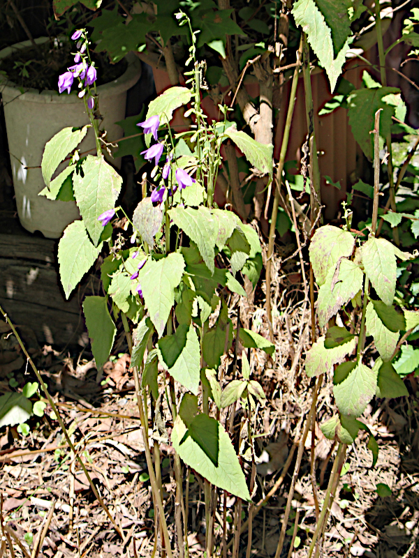 Adenophora remotiflora