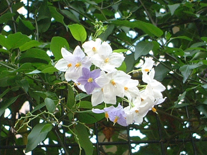 Potato vine