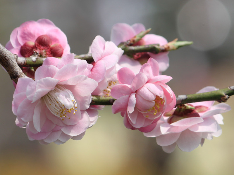 Prunus mume 'Kaicyu houshi'