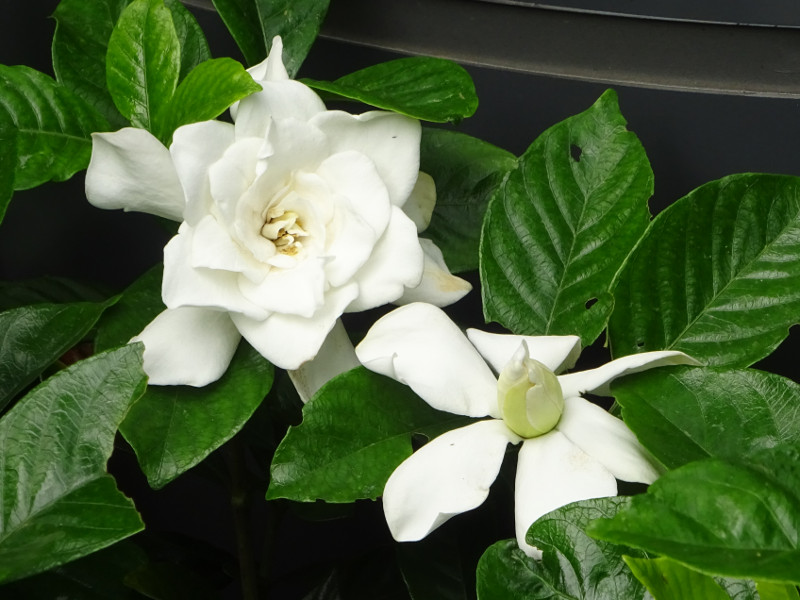 Gardenia jasminoides