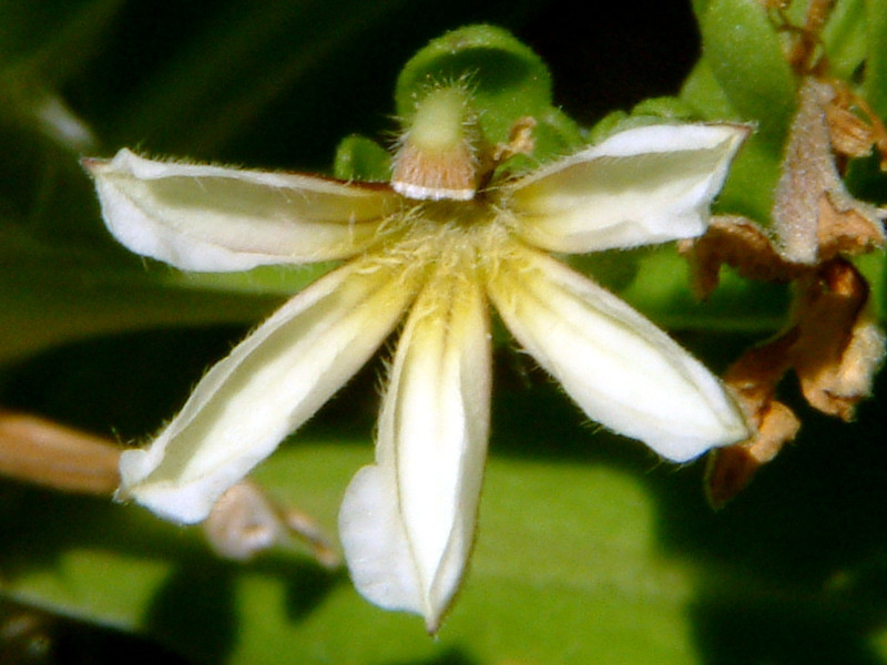 Scaevola taccada