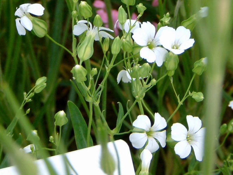 Vaccaria hispanica