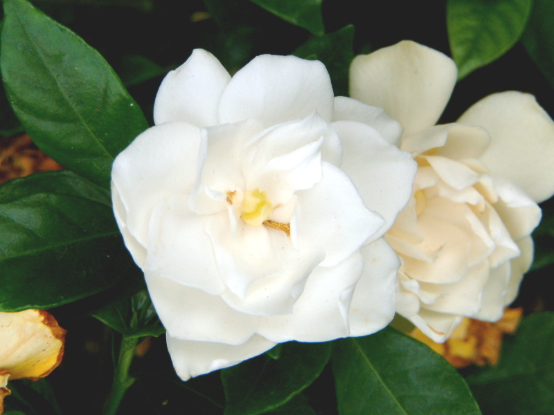 Gardenia jasminoides