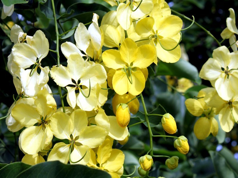 ゴールデンシャワーツリー Cassia Fistula かぎけん花図鑑