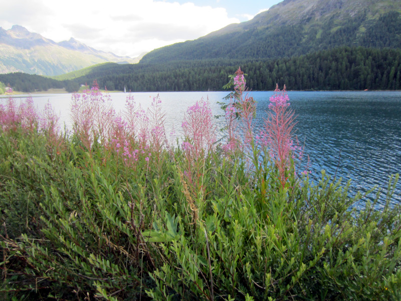 Chamaenerion angustifolium