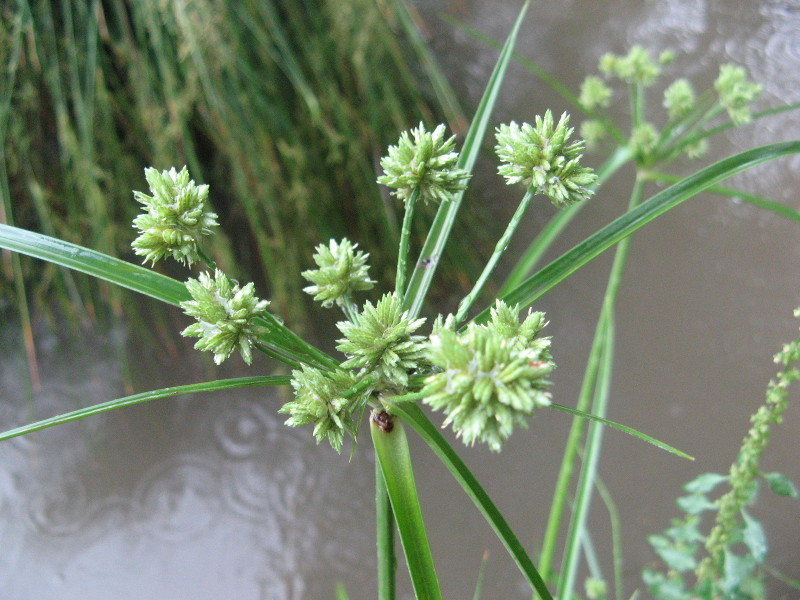 10月に咲いている緑色の花