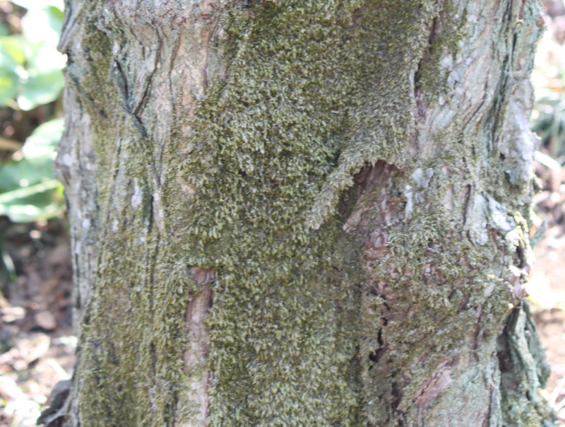 カツラ Cercidiphyllum Japonicum かぎけん花図鑑