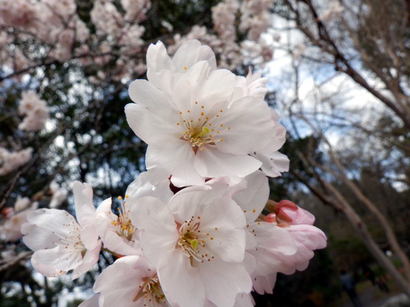 东海樱花