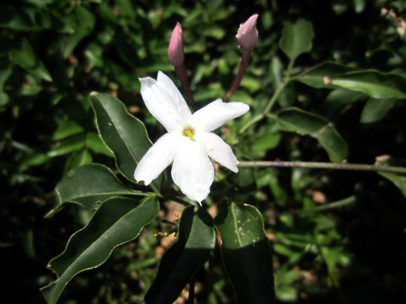 Jasmimum polyanthum 