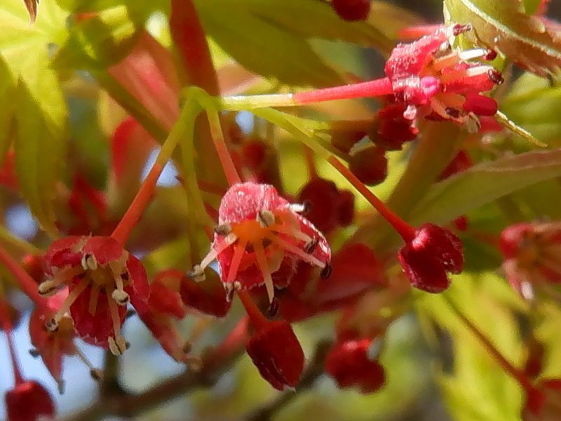 イロハモミジ Acer Palmatum かぎけん花図鑑