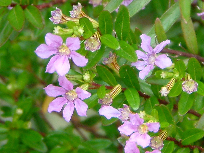 细叶雪茄花