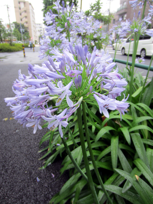 Agapanthus