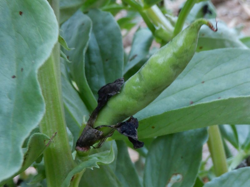 Broad beans